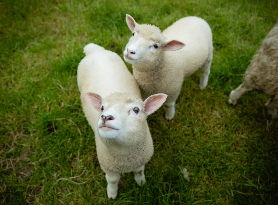 Down on the Farm