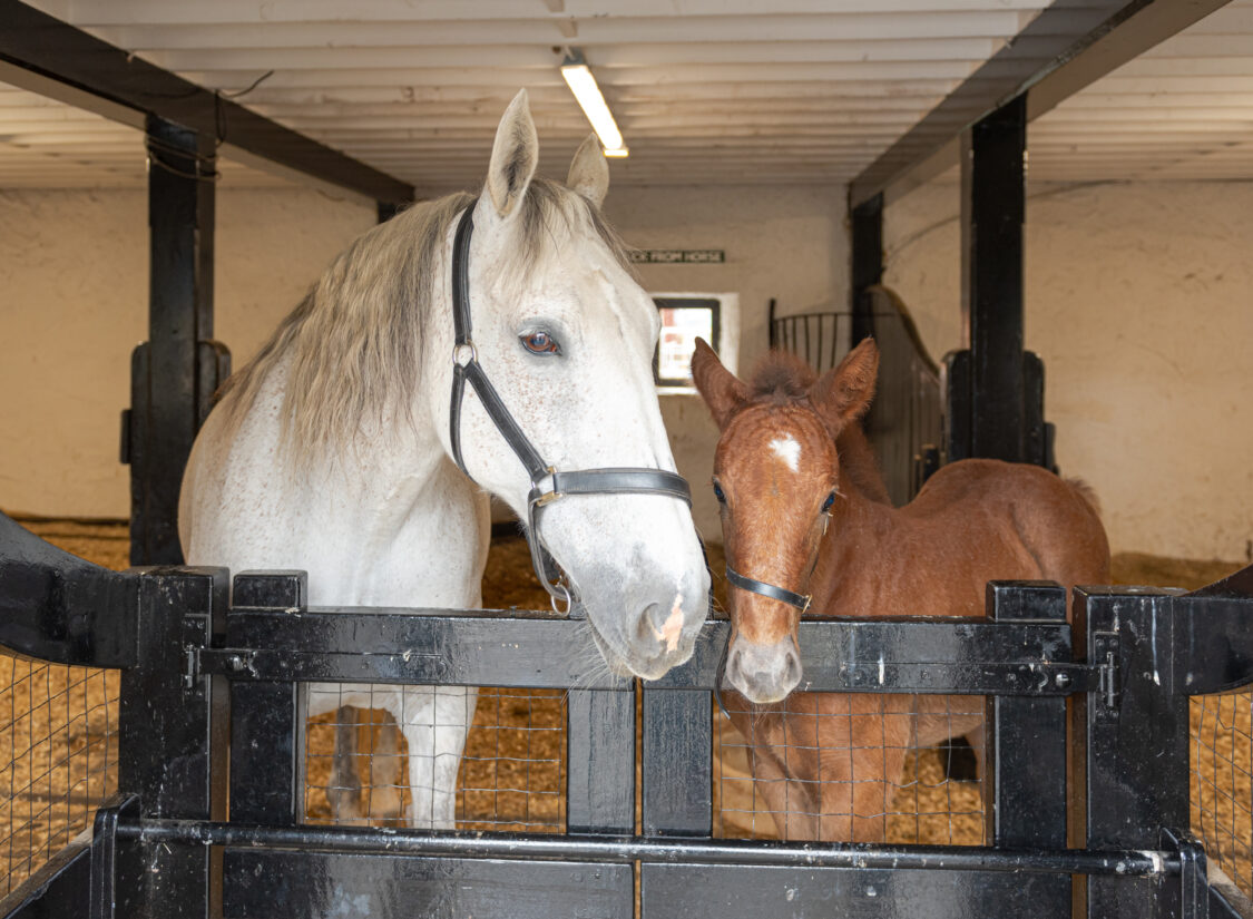 Newbridge House and Farm, Donabate, Co Dublin