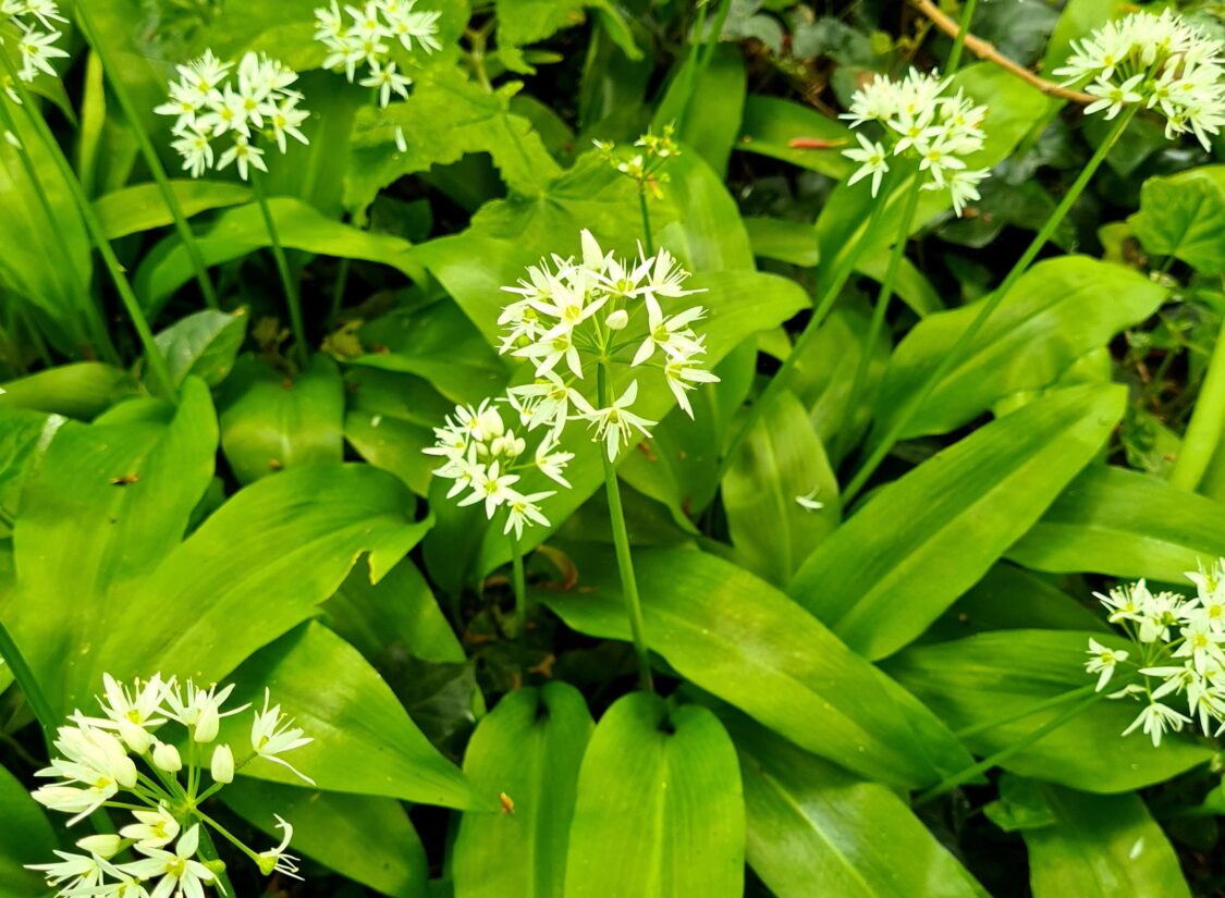 Howth Foraging – Nettle & Wild Garlic Baldoyle