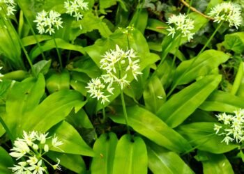 Howth Foraging – Nettle & Wild Garlic Baldoyle
