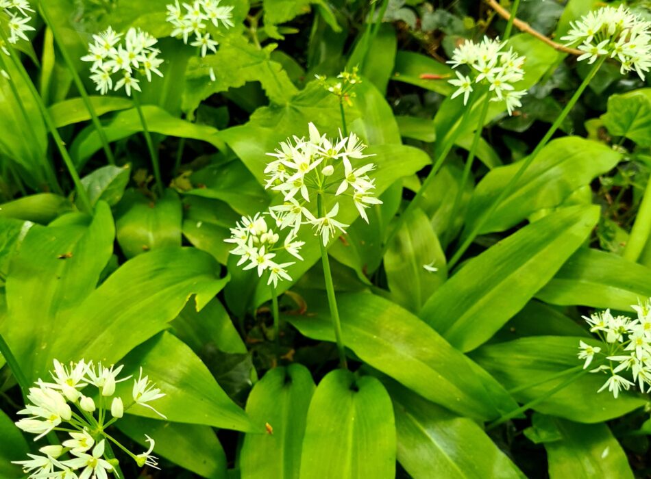 Howth Foraging – Nettle & Wild Garlic Baldoyle