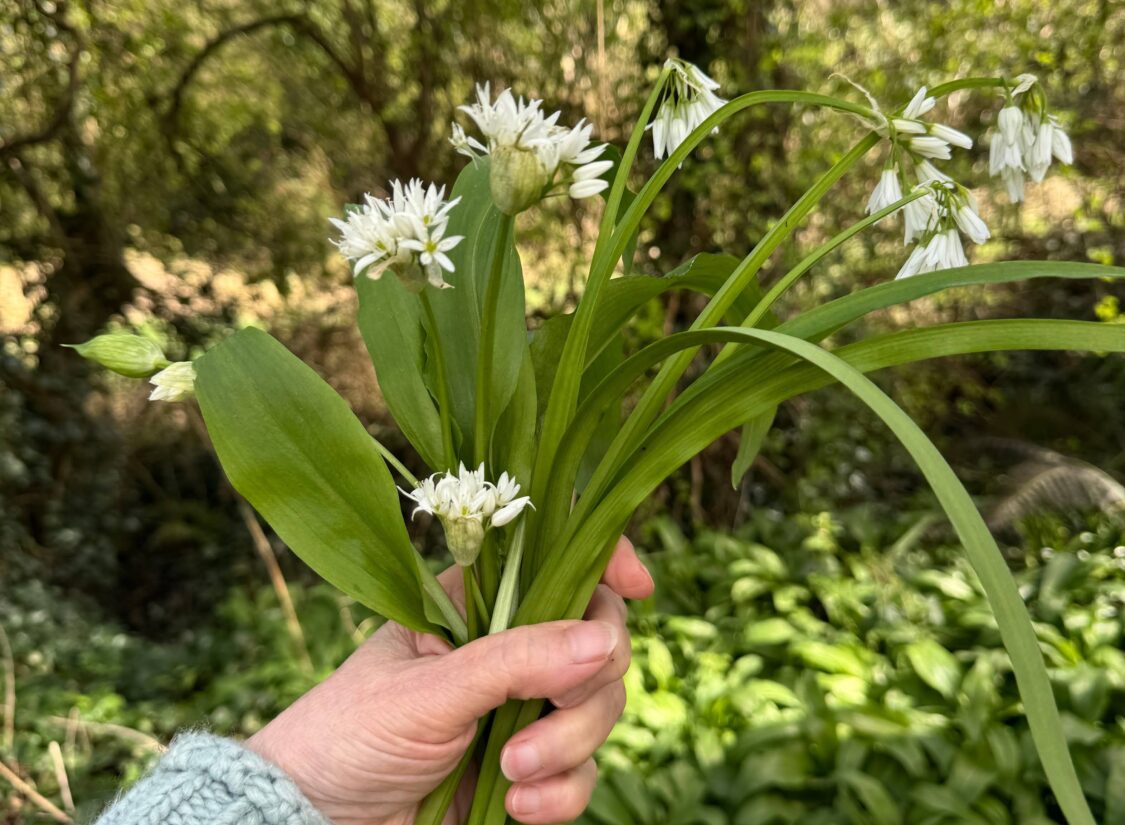 The Herb School – Introduction to Foraging Workshop