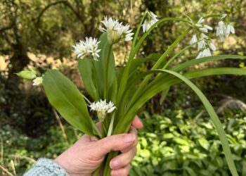 The Herb School – Introduction to Foraging Workshop