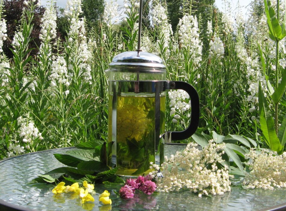 The Herb School – Medicinal Herb Workshop