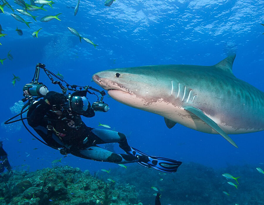 A scuba diver photographs a large shark swimming in clear blue water.