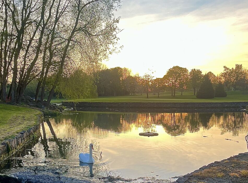 An elegant white swan gliding peacefully on a calm pond during a golden sunset. A small, gentle stone waterfall drops into a lower stream in the foreground. In the background a manicured green golf course is lined with distant trees under a hazy sun.