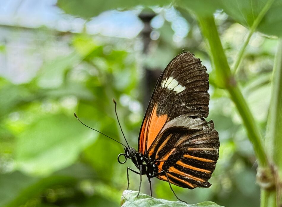 Fairy Trail & Butterfly House6 - Copy