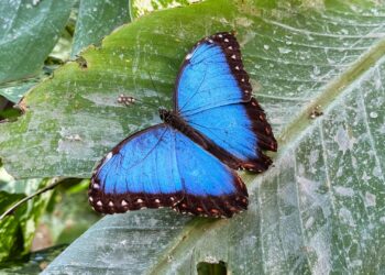 Malahide Castle & Gardens – Fairy Trail & Butterfly House