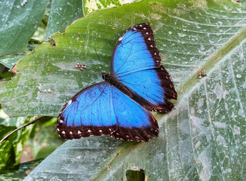 A vibrant blue butterfly resting on a green leaf