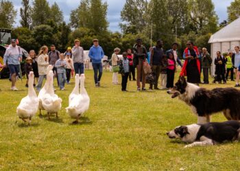 A crowd gathered round to watch a sheepdog trial demonstration, featuring two border collies lying down in the grass facing a small flock of white geese.