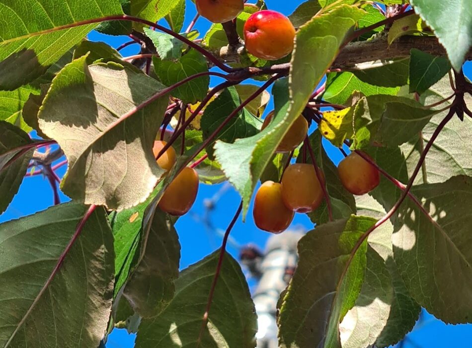 A close up image of an apple tree with apple growing.
