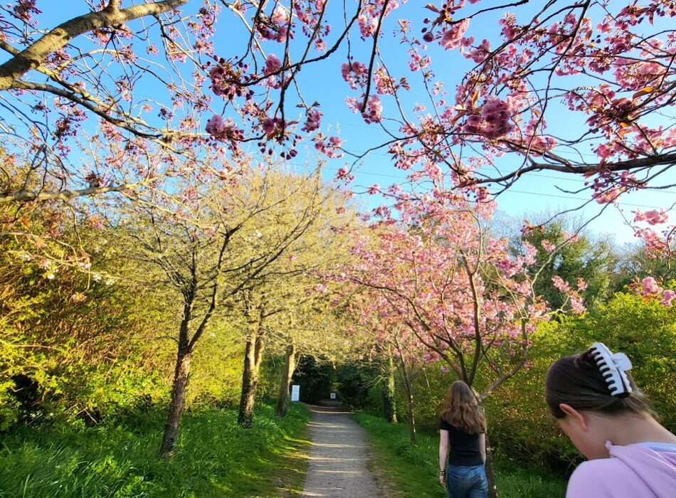 A gravel path pictured with cherry blossom trees under bright blue skys.