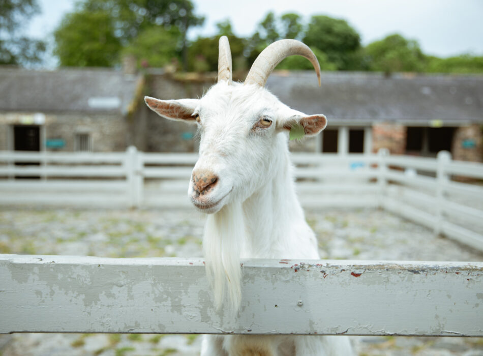 Newbridge Farm
