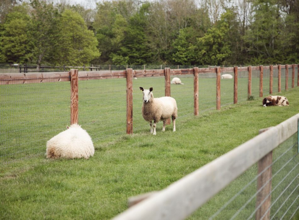 Newbridge Farm2 scaled