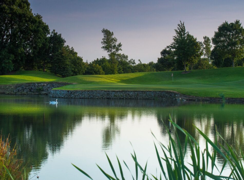 A bright green golf course putting green and stone retaining wall perfectly reflected in a calm lake with a single white swan swimming on the water near tall grass.