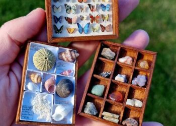 Newbridge House and Farm – Wild Child Day – Curious Cabinets!