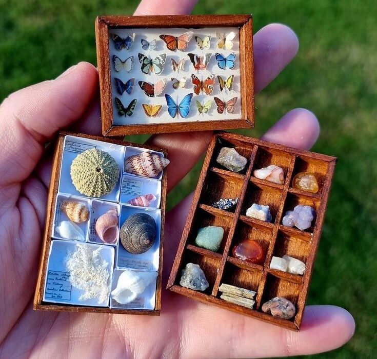 Newbridge House and Farm – Wild Child Day – Curious Cabinets!