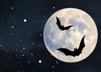 Clonsilla Bat Walk