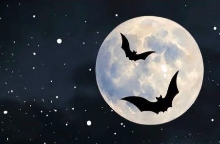 Clonsilla Bat Walk