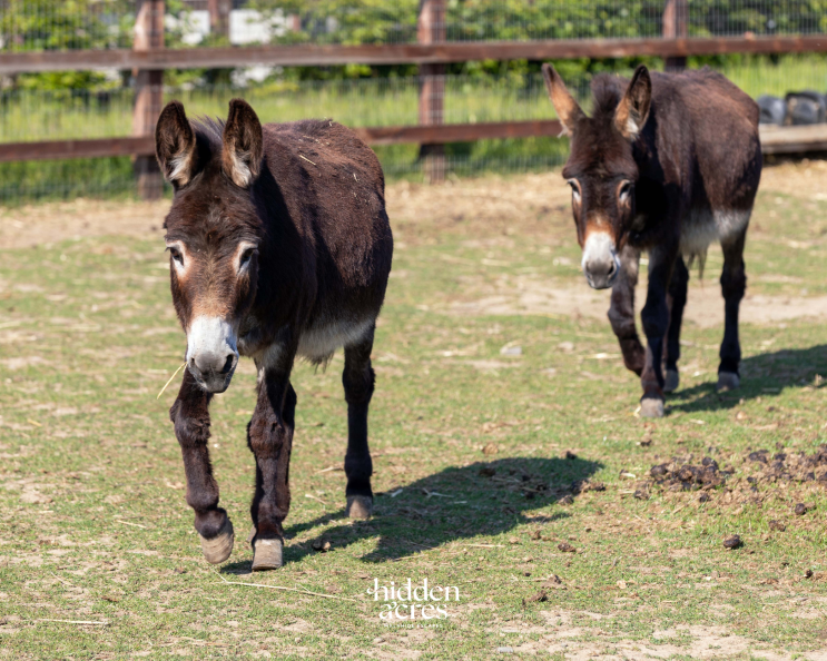 Two dark brown donkeys walking towards the camera in a sunny, grassy paddock at Hidden Acres, with a wooden fence and trees in the background.