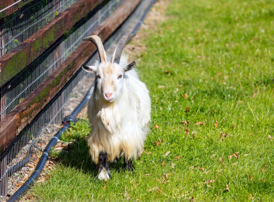 A long-haired white goat with curved horns standing on green grass beside a wooden fence at Hidden Acres.