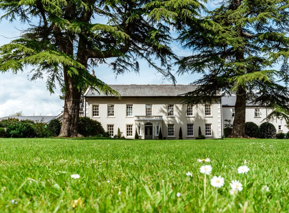 A wide, low-angle shot of the cream-coloured, two-story Georgian exterior of Roganstown Hotel & Country Club. The symmetric building features dark gridded windows and a central pillared portico entrance. Two massive cedar or pine trees flank the manor house, partially framing it with their low-hanging evergreen branches. In the foreground, a vibrant green grass lawn stretches across the frame, peppered with tiny white wild daisies captured in crisp focus.