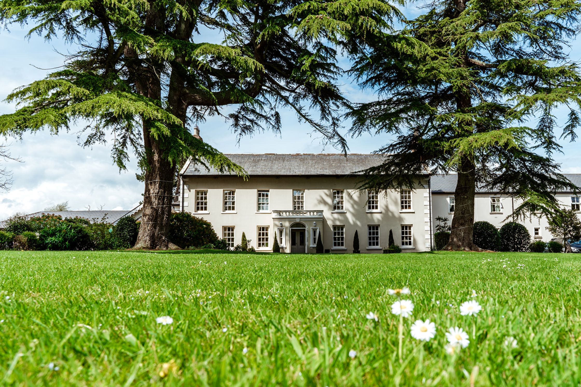 A wide, low-angle shot of the cream-coloured, two-story Georgian exterior of Roganstown Hotel & Country Club. The symmetric building features dark gridded windows and a central pillared portico entrance. Two massive cedar or pine trees flank the manor house, partially framing it with their low-hanging evergreen branches. In the foreground, a vibrant green grass lawn stretches across the frame, peppered with tiny white wild daisies captured in crisp focus.