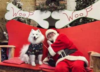 Newbridge House & Farm – Santa Paws
