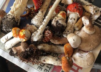 Howth Foraging – Introduction to Wild Mushrooms