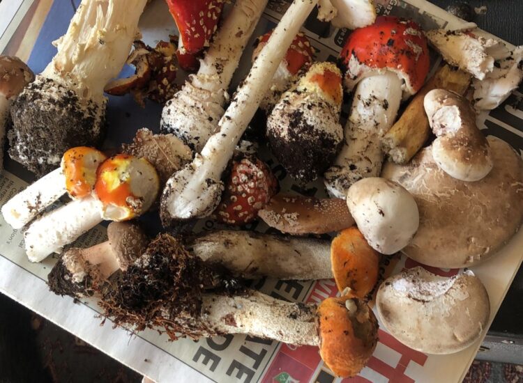Howth Foraging – Introduction to Wild Mushrooms