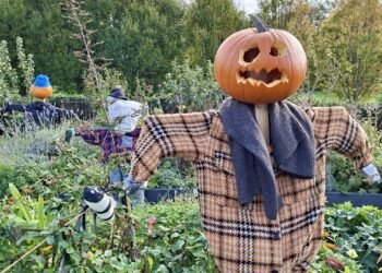 A scarecrow with a pumpkin for a head stands in a field of plants. The scarecrow wears a flannel shirt and grey scarf. The back of another scarecrow can be seen further into the garden. In the distance, there are tall trees that reach up to the sky.